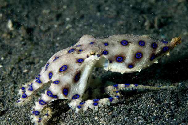 Blue Ringed Octopus