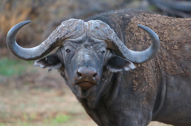 Cape Buffalo