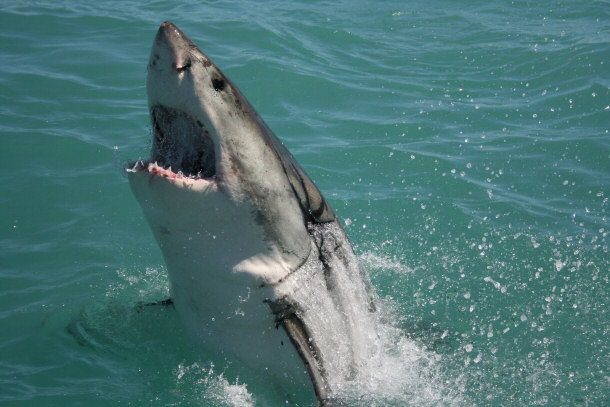 Great White Shark