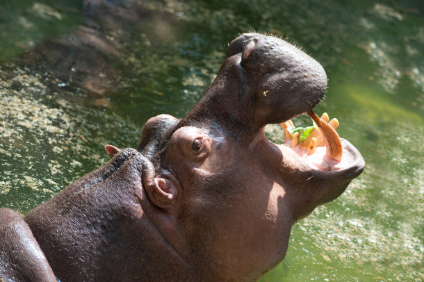 Hippopotamus