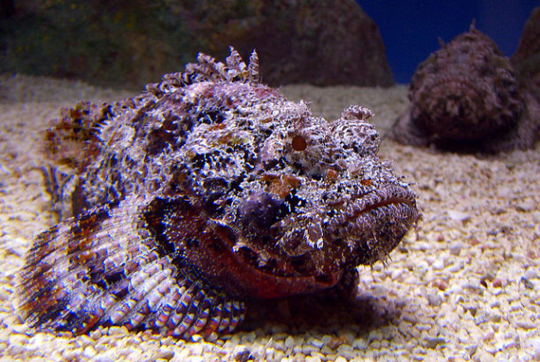 Stone Fish Blend in with their envrionment