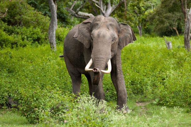Male Indian Elephant