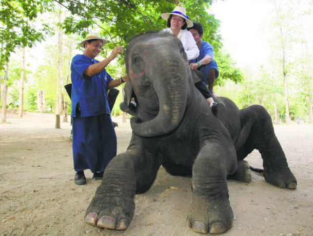 Nuntanee Satiansukpong Sitting on an Indian Elephant