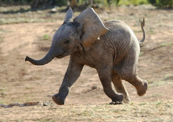 Baby Indian Elephant