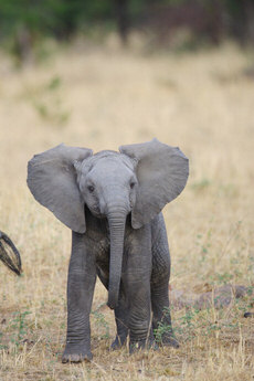 Baby African Elephant