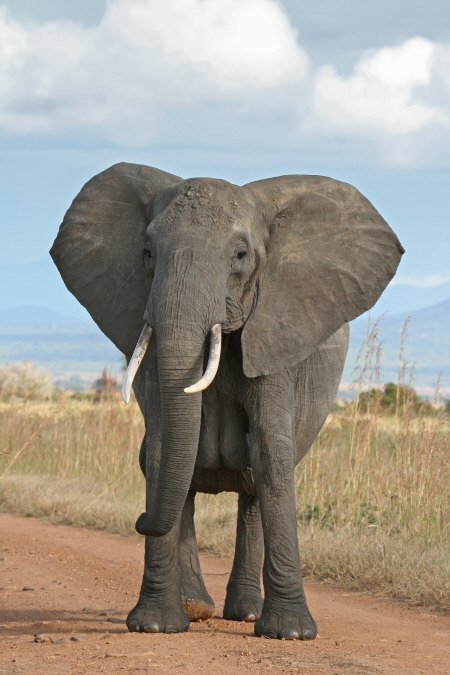 Female African Elephant