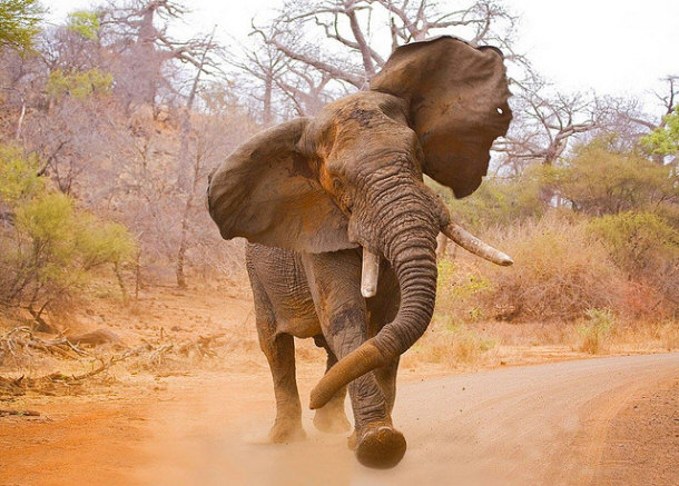 African Elephant Charging