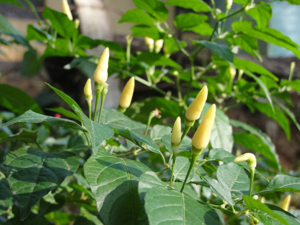 White Chili Pepper