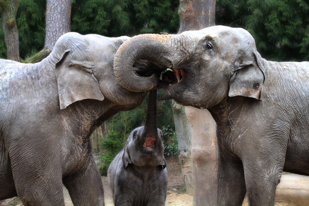 Asian Elephants 