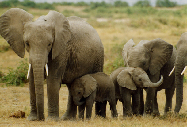 Troop of Elephants