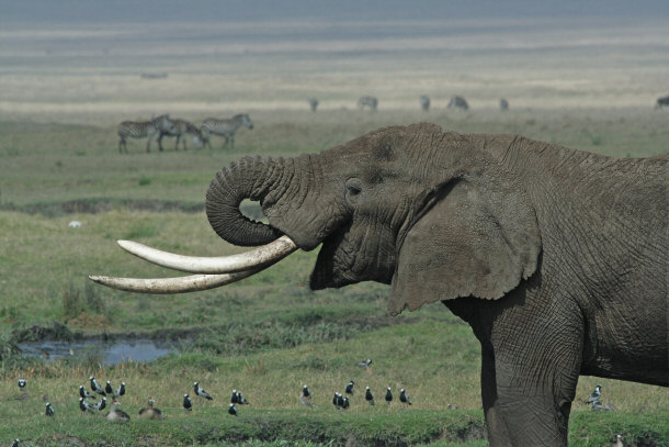 African Elephant with Large Tusks