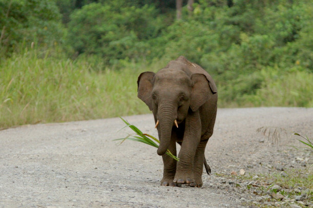 Pygmy Elephant