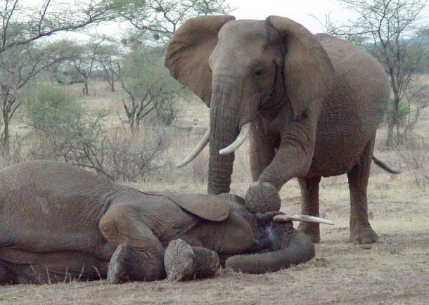 grieving elephant