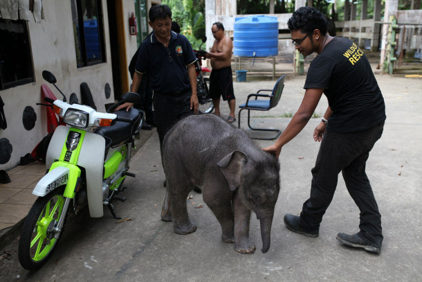 Orphaned Pygmy Elephant and Wildlife Workers