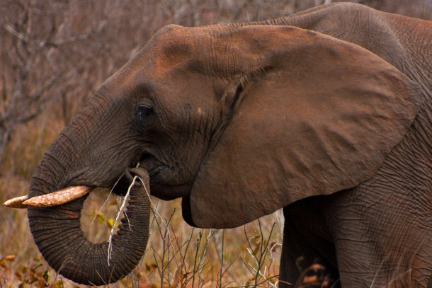 african elephant