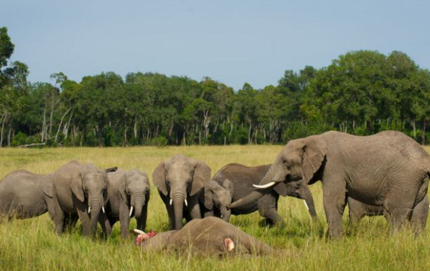 Elephant Troop Mourning the Departed