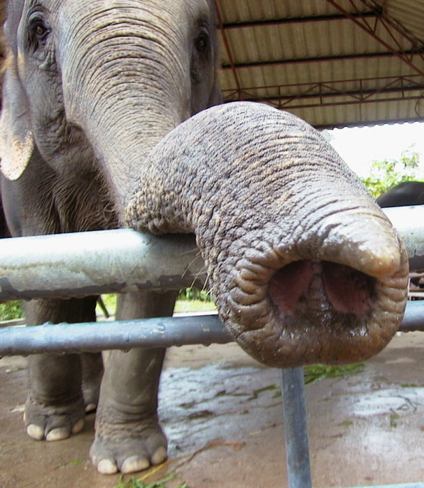 Elephant trunk