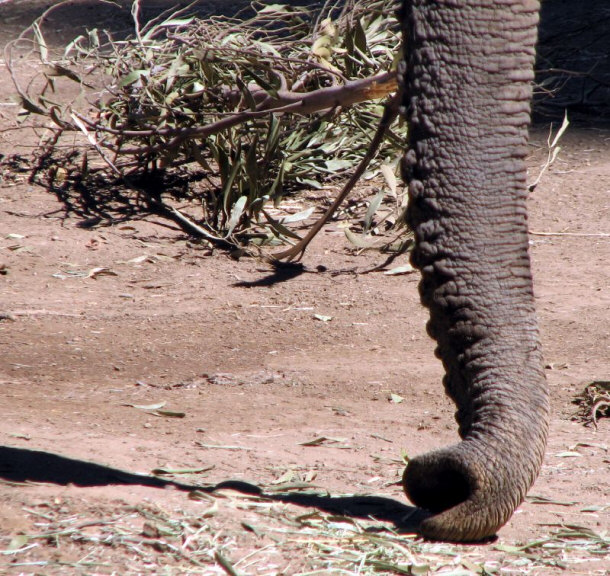 African Elephant Trunk