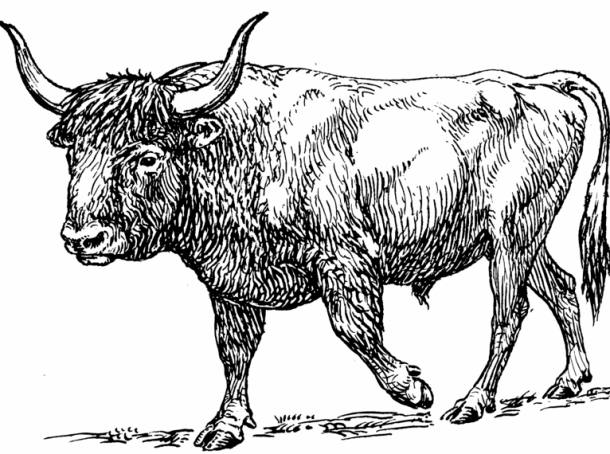 Aurochs - Ancient Breed of Cattle - Died off in the 1600s