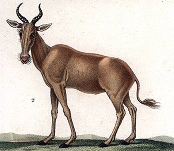 Bubal Hartebeest