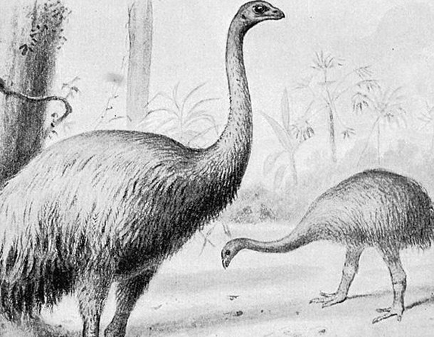 Giant Moa