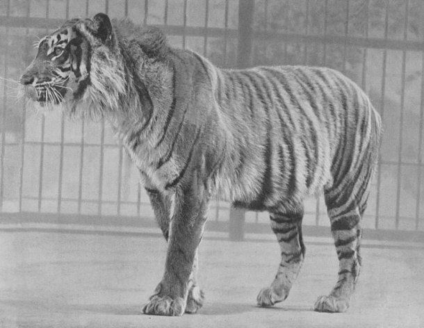 Javan Tiger in London Zoo - Pre-1942