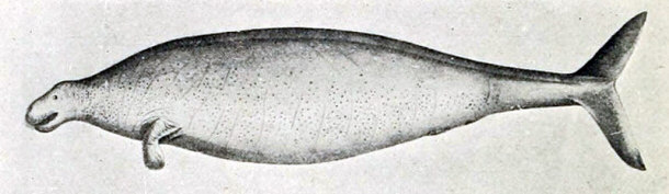 Reconstruction of Steller's Sea Cow - 1846