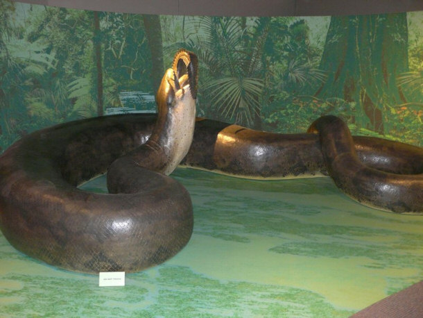 Titanoboa Consuming Crocodile