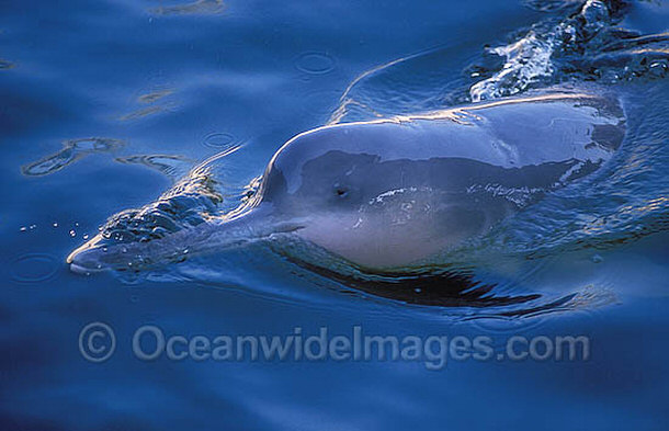 Yangtze River Dolphin