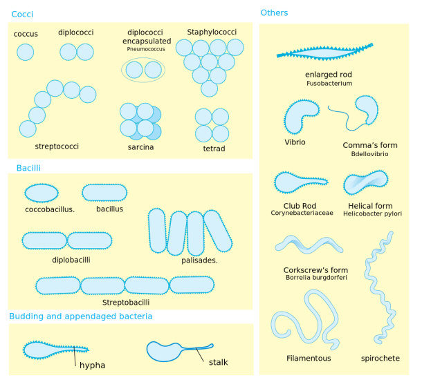 Bacterial Morphology Diagram