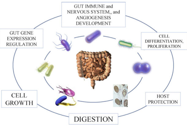 Probiotic Cycle in Body