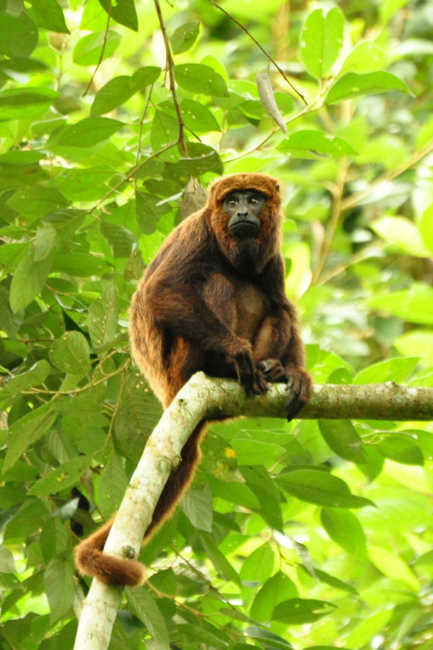 Brown Howler in Santa Maria de Jetiba, Brazil