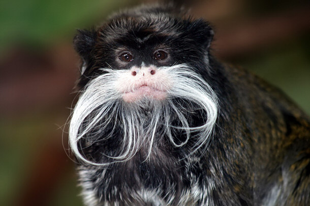 Emperor Tamarin - A New World Monkey