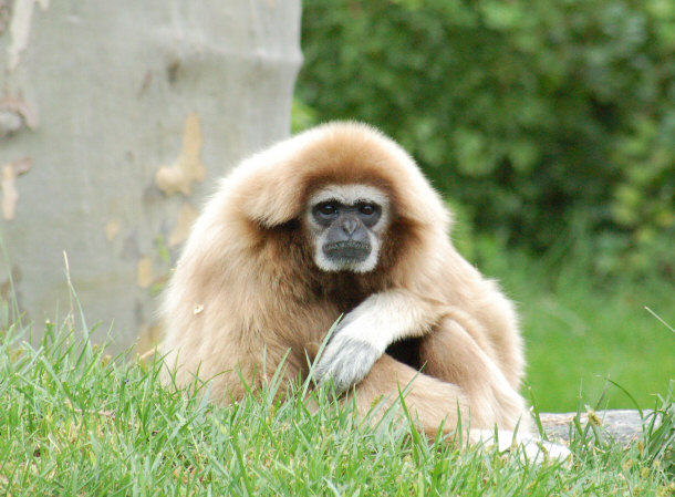 White-handed Gibbon - New World Monkey