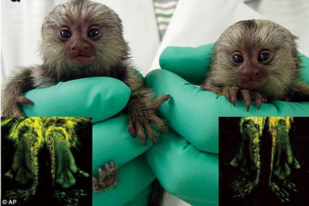 Glowing or Fluorescent Monkeys Spark a Massive Genetic Engineering Debate