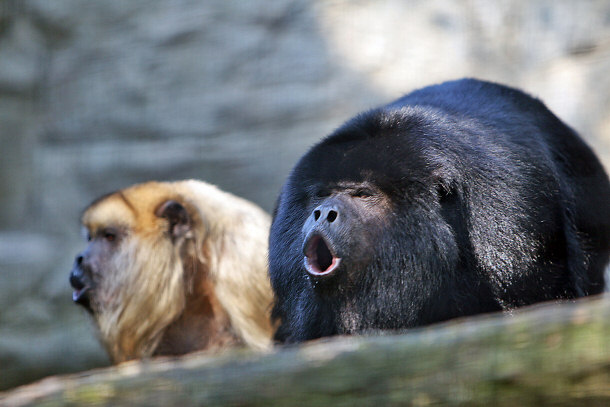 Two Howler Monkeys Vocalizing