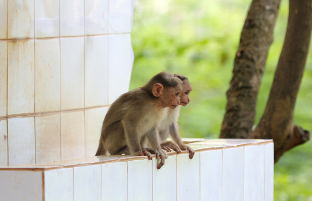 Two Young Indian Rhesus Macaque Monkeys Playing