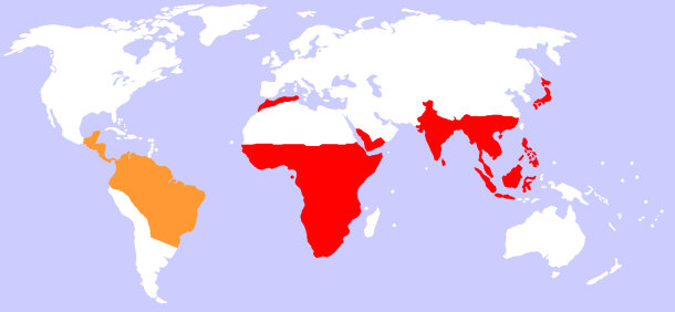 New World Monkeys = Orange and Old World Monkeys = Red