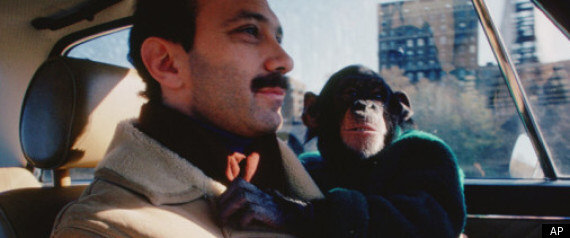 monkey riding in car with driver and owner