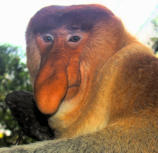 Dominant Male Proboscis Monkey - Old World Monkey