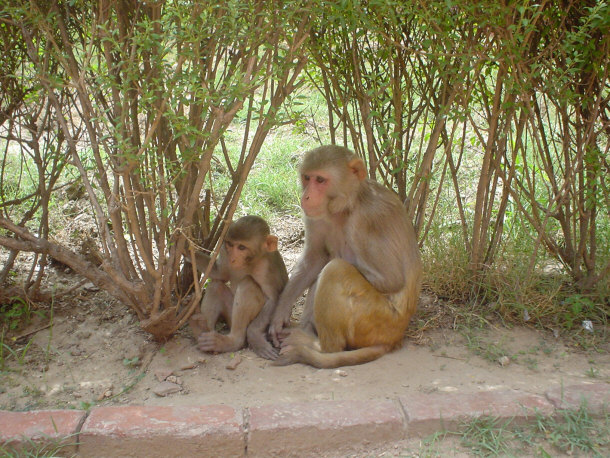 One Female and One Young Rhesus Macaque, the Variety that Dominates Local Population