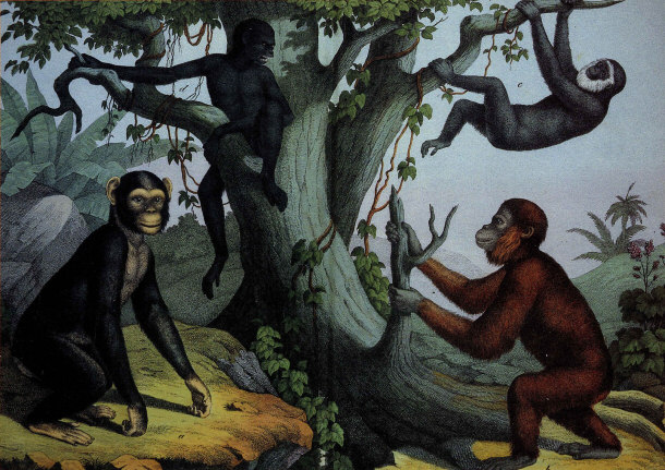 Illustration of Primates by 19th Century Naturalist G.H. Schubert
