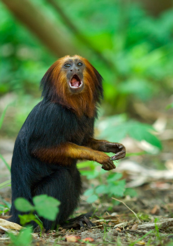 Titi Monkey