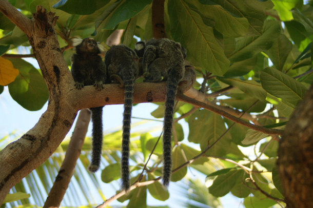 Titi Monkeys Snuggling Up