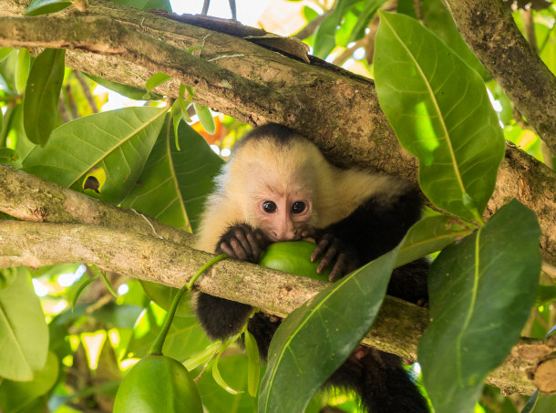 White-Faced Capuchin Monkey