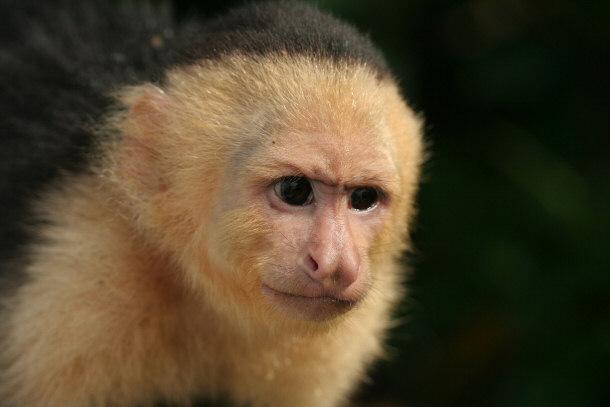 White-Faced Capuchin Monkey from Costa Rica - Only Primate to Have Some Difficulty With Recognizing Their Reflection