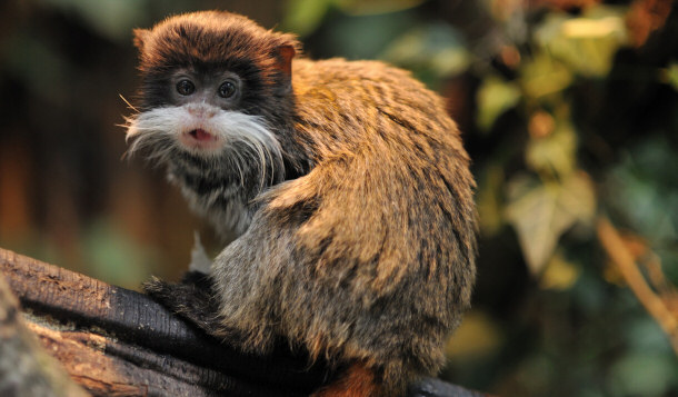 The Emperor Tamarin