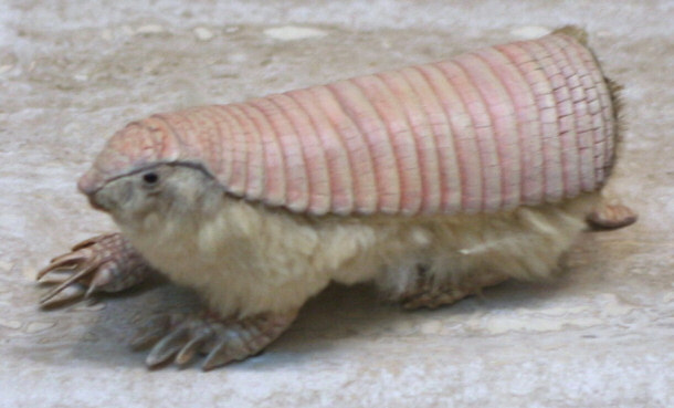 Fairy Armadillo