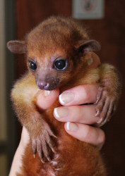 Kinkajou