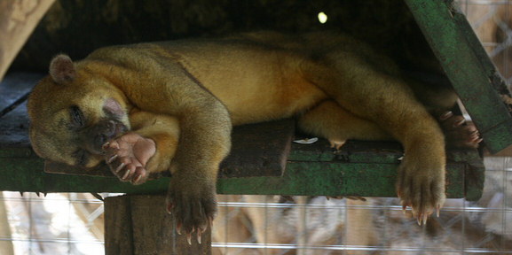 The Kinkajou Laying Down